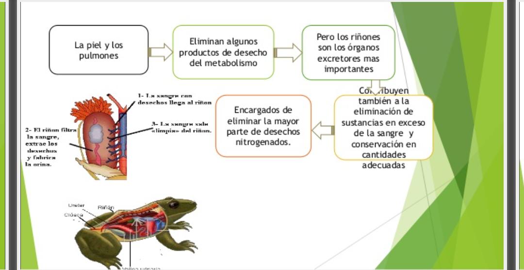 SISTEMA EXCRETOR :: ANATOMIA Y FISIOLOGIA ANIMAL